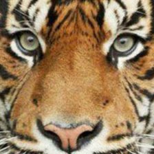 Схема вышивки «Тигр вышивка галстука»