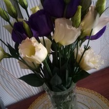 Ирландская роза