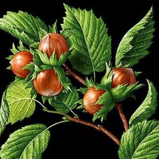 Схема вышивки «орехи»