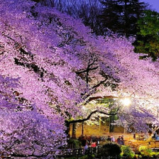 Схема вышивки «Осака, сакура. Часть 1»