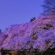 Схема вышивки «Осака, сакура. Часть 4»