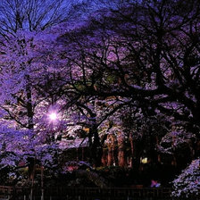 Схема вышивки «Осака, сакура. Часть 5»