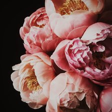 Схема вышивки «Пионы»