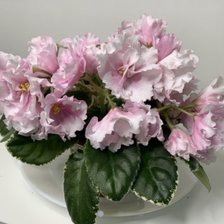 Схема вышивки «Блеск росы»