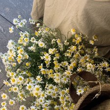 Схема вышивки «Ромашки»