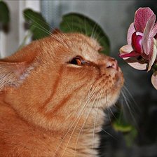 Схема вышивки «Кот и орхидея»