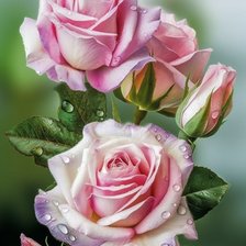 Схема вышивки «Розы»