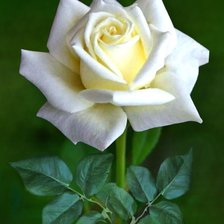 Схема вышивки «Роза»