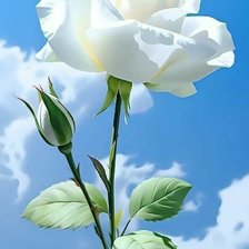 Схема вышивки «Белая роза»