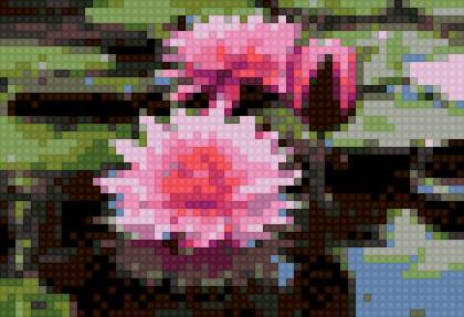 Лотос - цветы, лотос, вода - предпросмотр