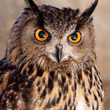 Схема вышивки «Совы»