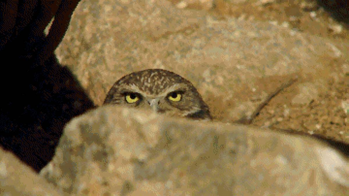 №2698016 - камни, птицы, сова - предпросмотр