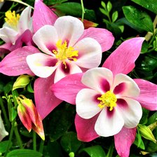 Схема вышивки «Подушка 5»