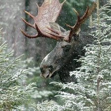 Схема вышивки «Лось в зимнем лесу»