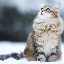 Схема вышивки «Кот»