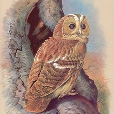 Схема вышивки «Сова»