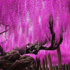 Схема вышивки «Hoa tử đằng»