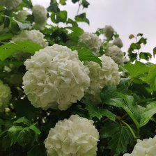 Схема вышивки «Бульдонэш»