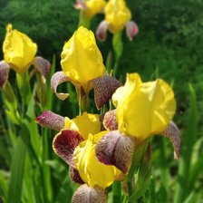 Схема вышивки «Ирисы»