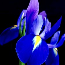 Схема вышивки «Яркий ирис»