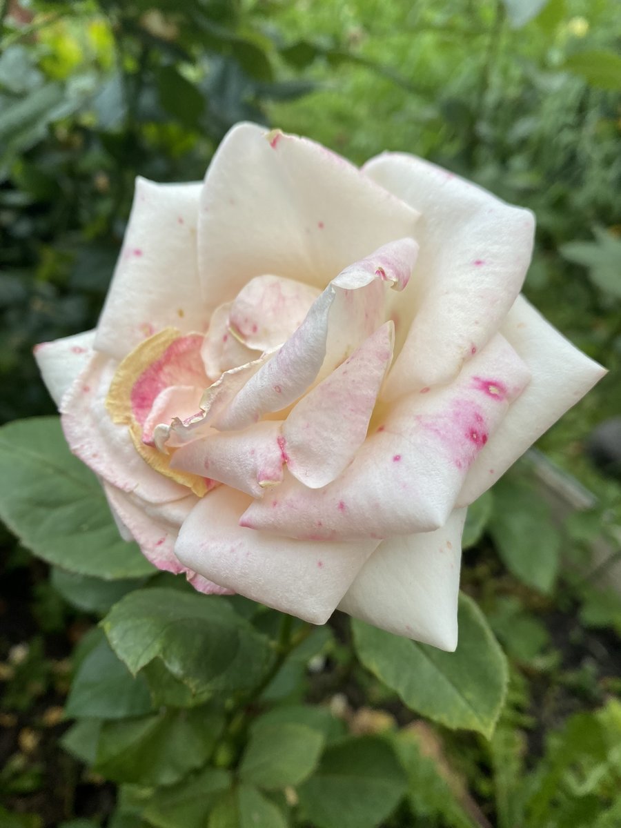 Роза2 - оригинал