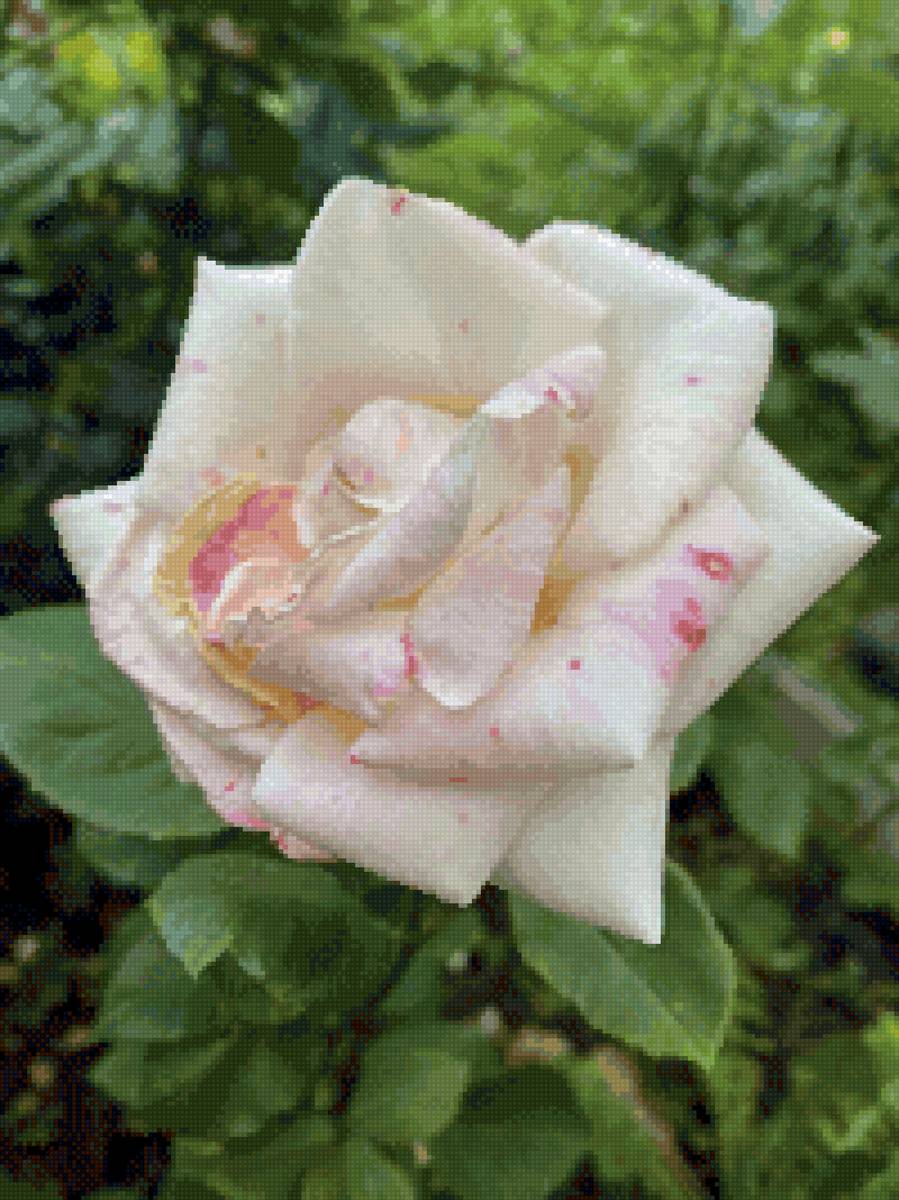 Роза2 - предпросмотр