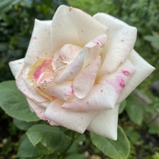 Схема вышивки «Роза2»