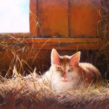 рыжий котейка