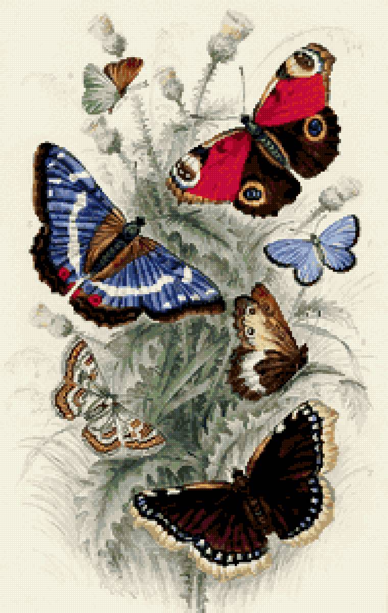 бабочки - предпросмотр