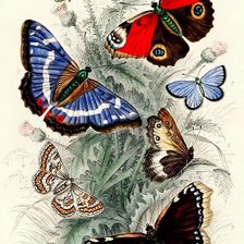 Схема вышивки «бабочки»