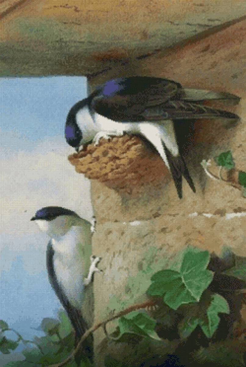 Стрижи - предпросмотр