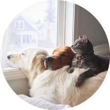 Схема вышивки «Друзья»