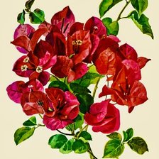 Схема вышивки «bugembilia»