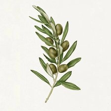 Схема вышивки «Олива»