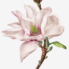 Схема вышивки «Магнолия»