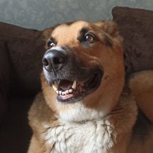 Схема вышивки «Самый преданный пёс Вольтик»