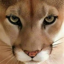 Схема вышивки «Пума»