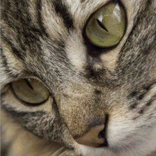 Любимая кошка.