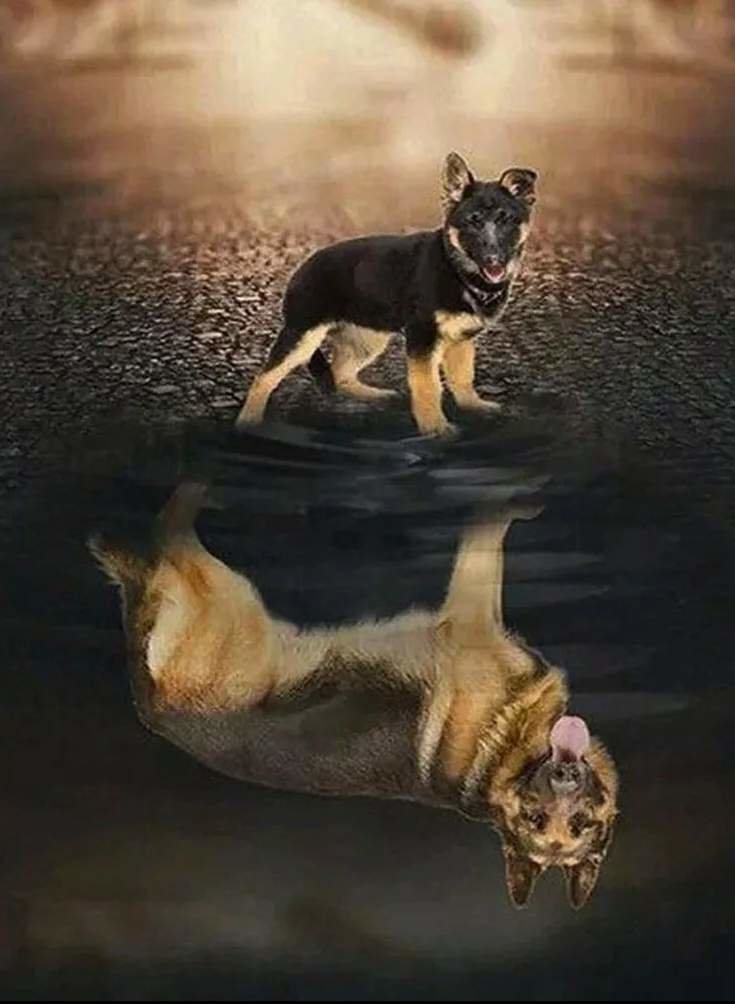 верь в себя - собака - оригинал