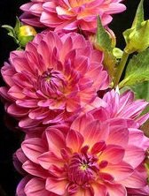 Схема вышивки «Георгины»