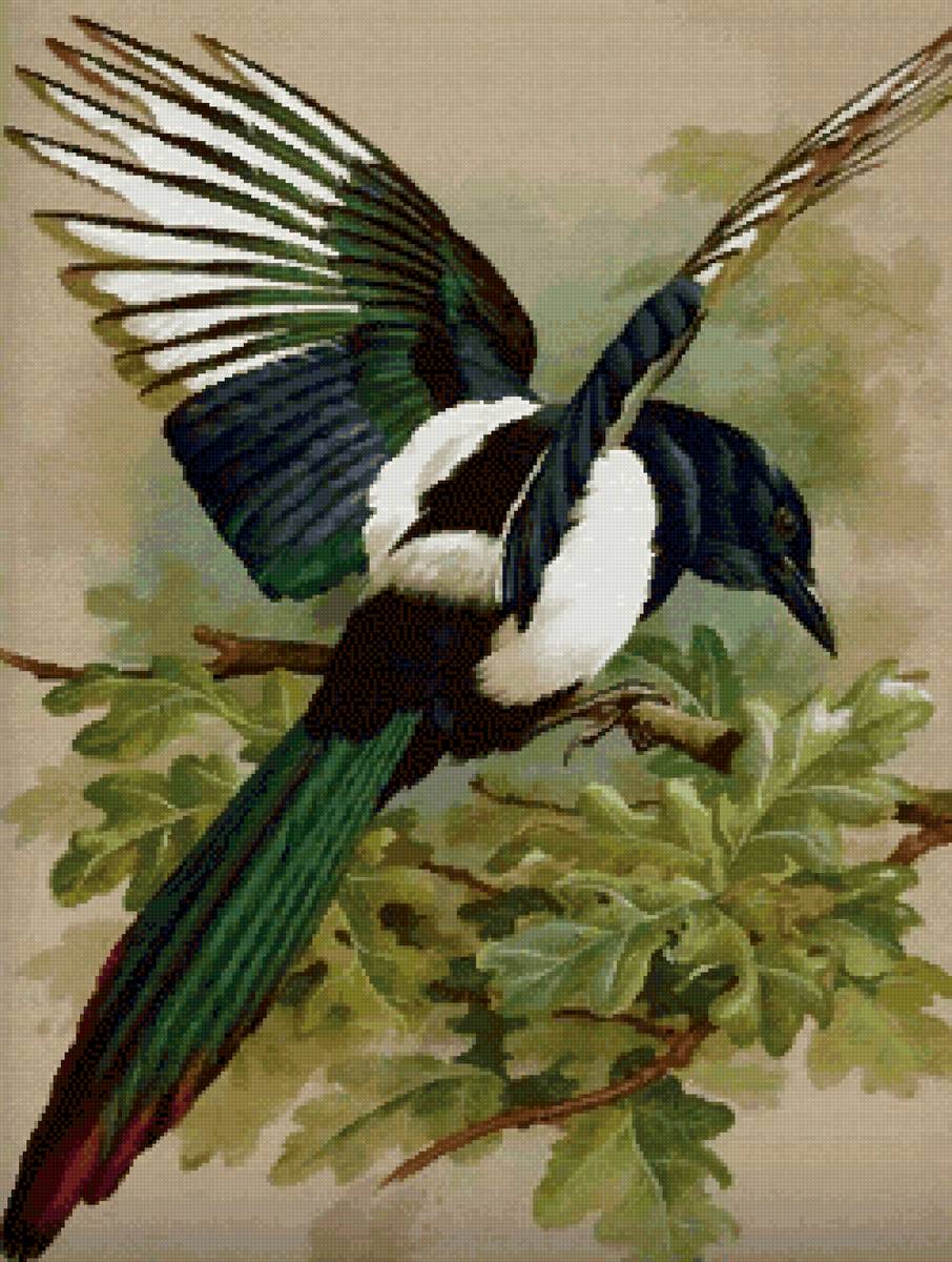 Сорока - предпросмотр