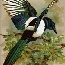 Схема вышивки «Сорока»