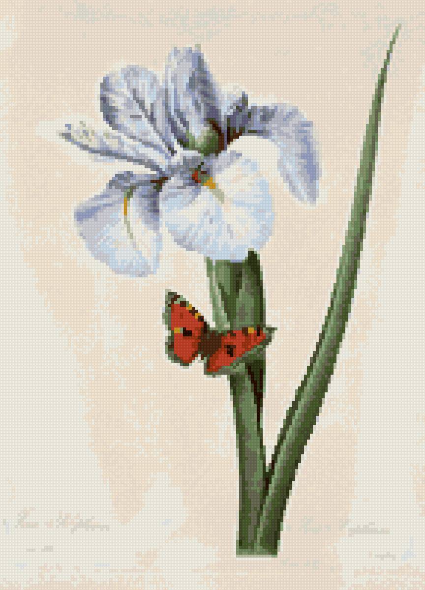 Ирис - ирис, летние цветы, цветы - предпросмотр