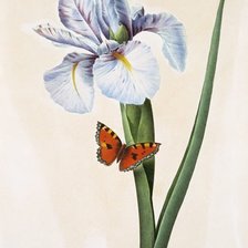 Схема вышивки «Ирис»