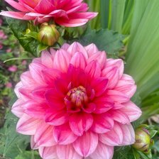 Схема вышивки «Георгины»