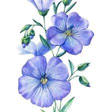 Схема вышивки «Синий лен»