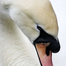 Схема вышивки «Царь-птица»