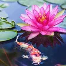 Схема вышивки «лилия и кои»