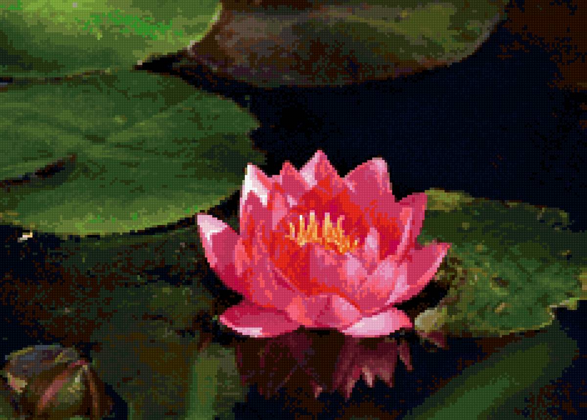 кувшинка кувшинка - кувшинка - предпросмотр