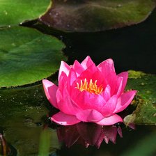 Схема вышивки «кувшинка кувшинка»